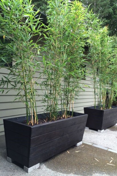 Бамбук Филлостахис Бисетти в ландшафте